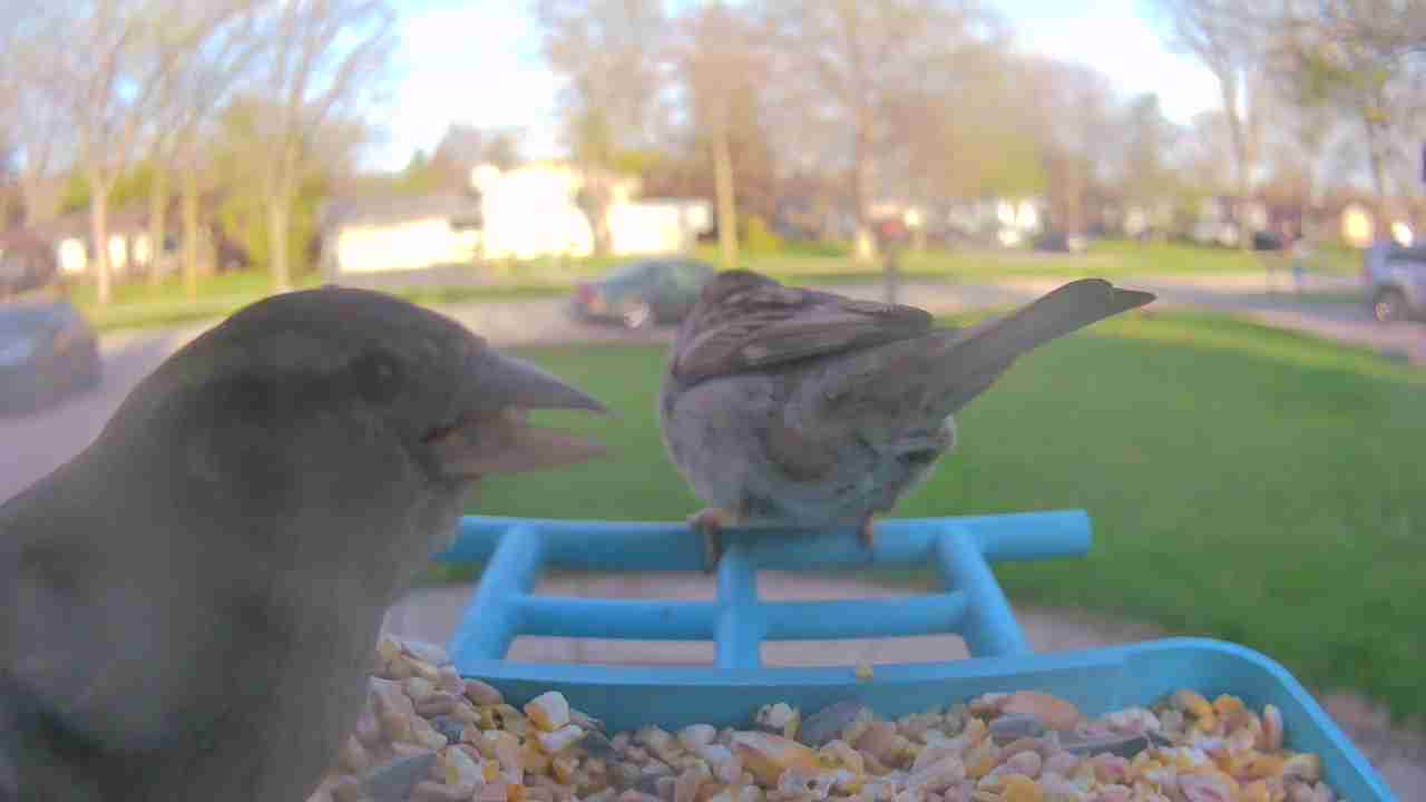 Bird at feeder