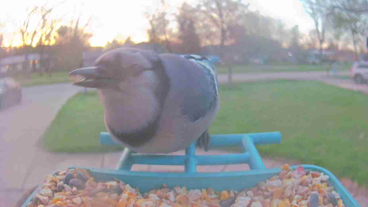 Bird at feeder