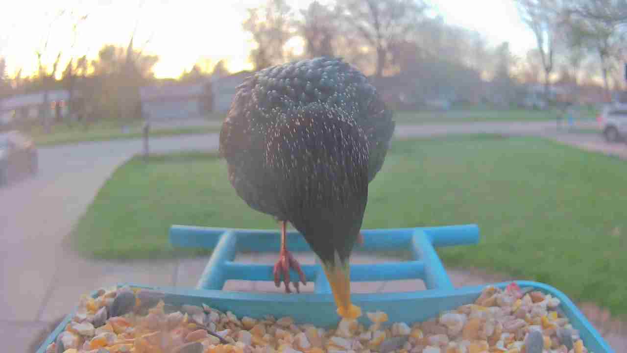 Bird at feeder