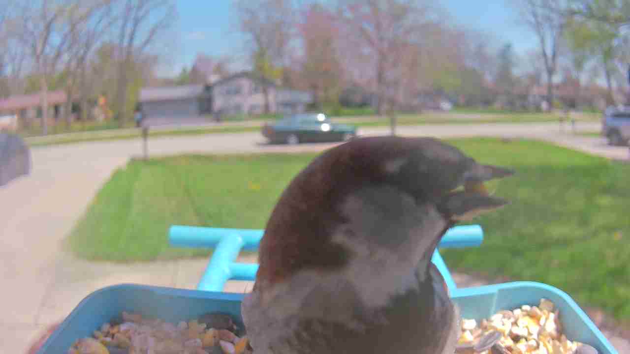Bird at feeder