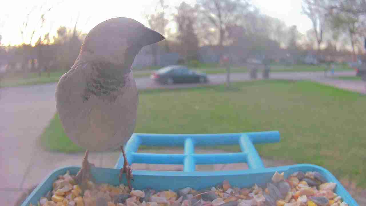 Bird at feeder