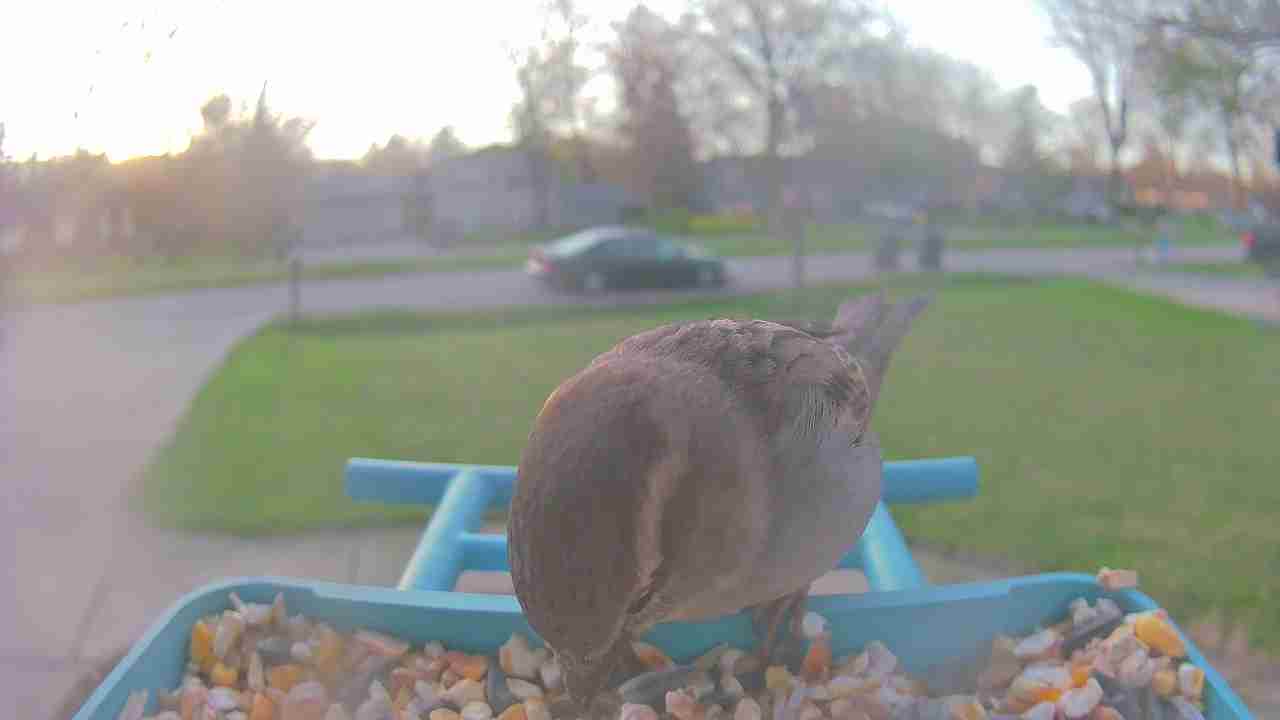 Bird at feeder