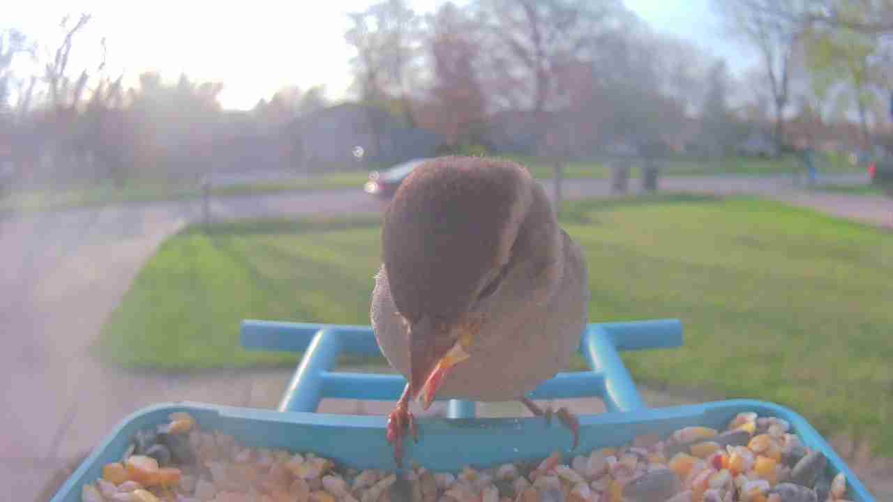 Bird at feeder