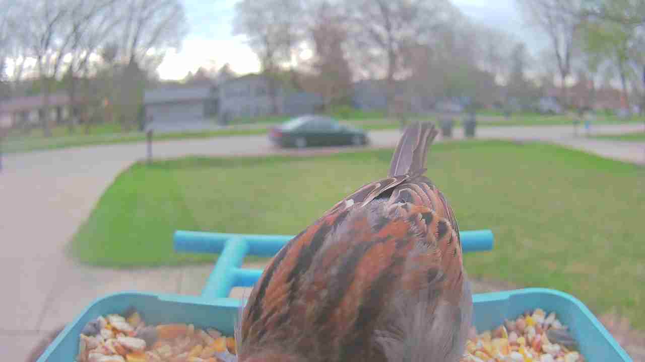 Bird at feeder