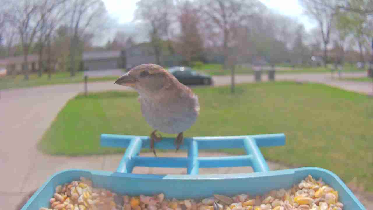 Bird at feeder