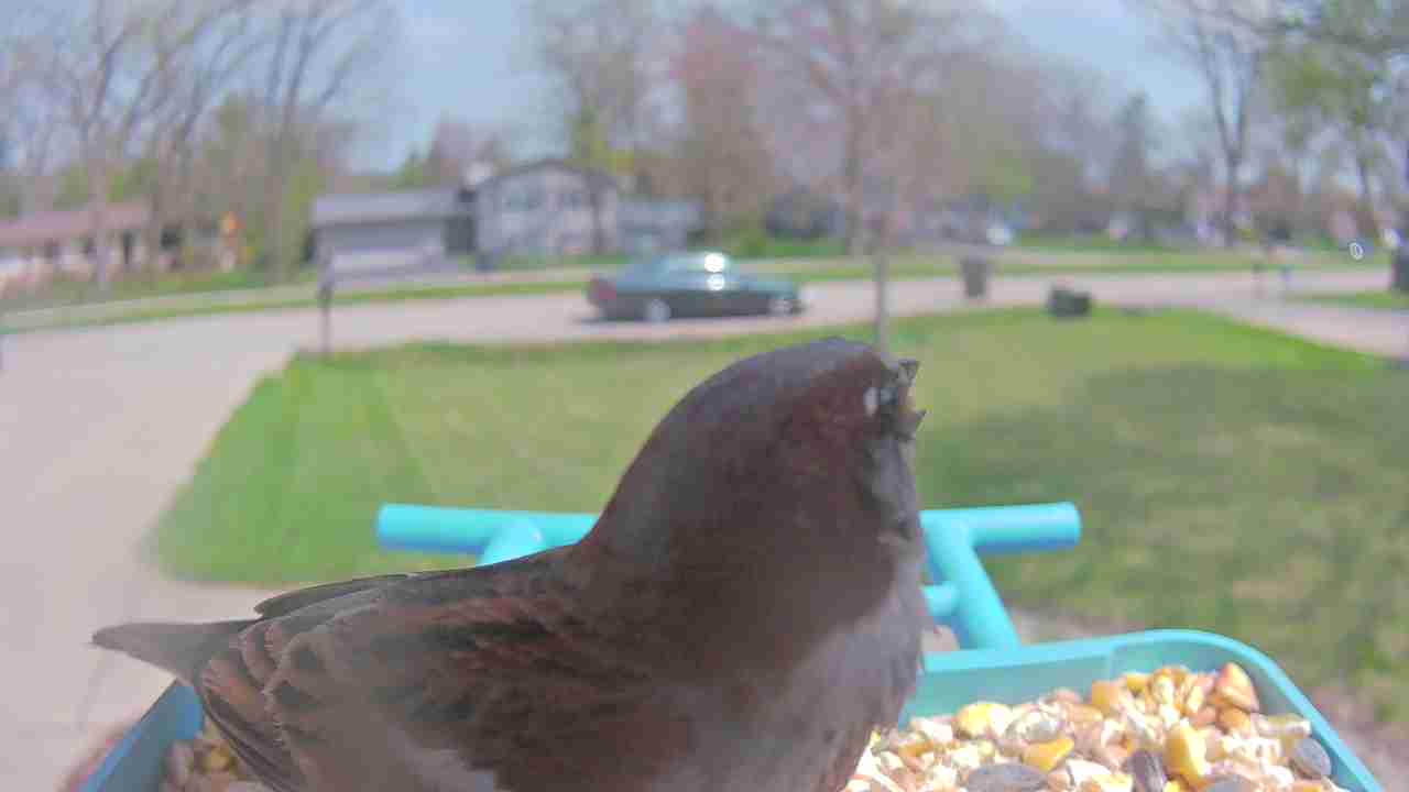 Bird at feeder