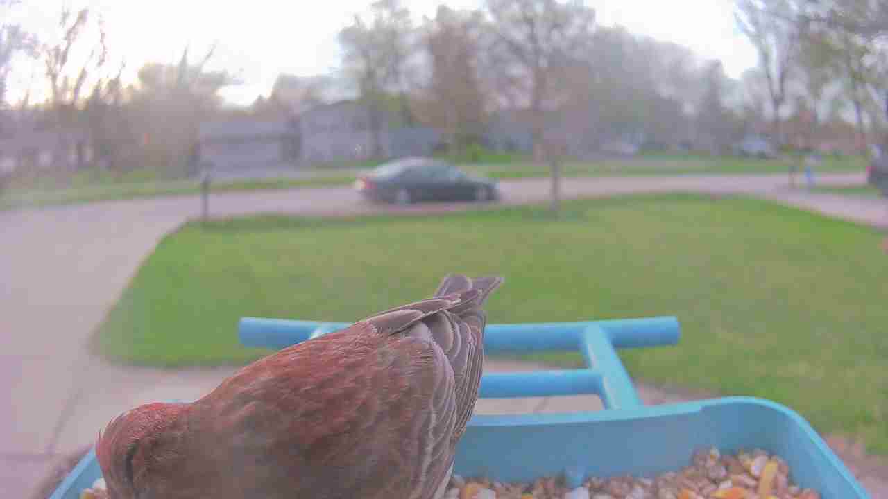 Bird at feeder
