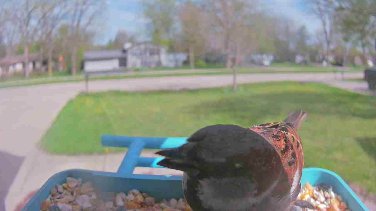 Bird at feeder