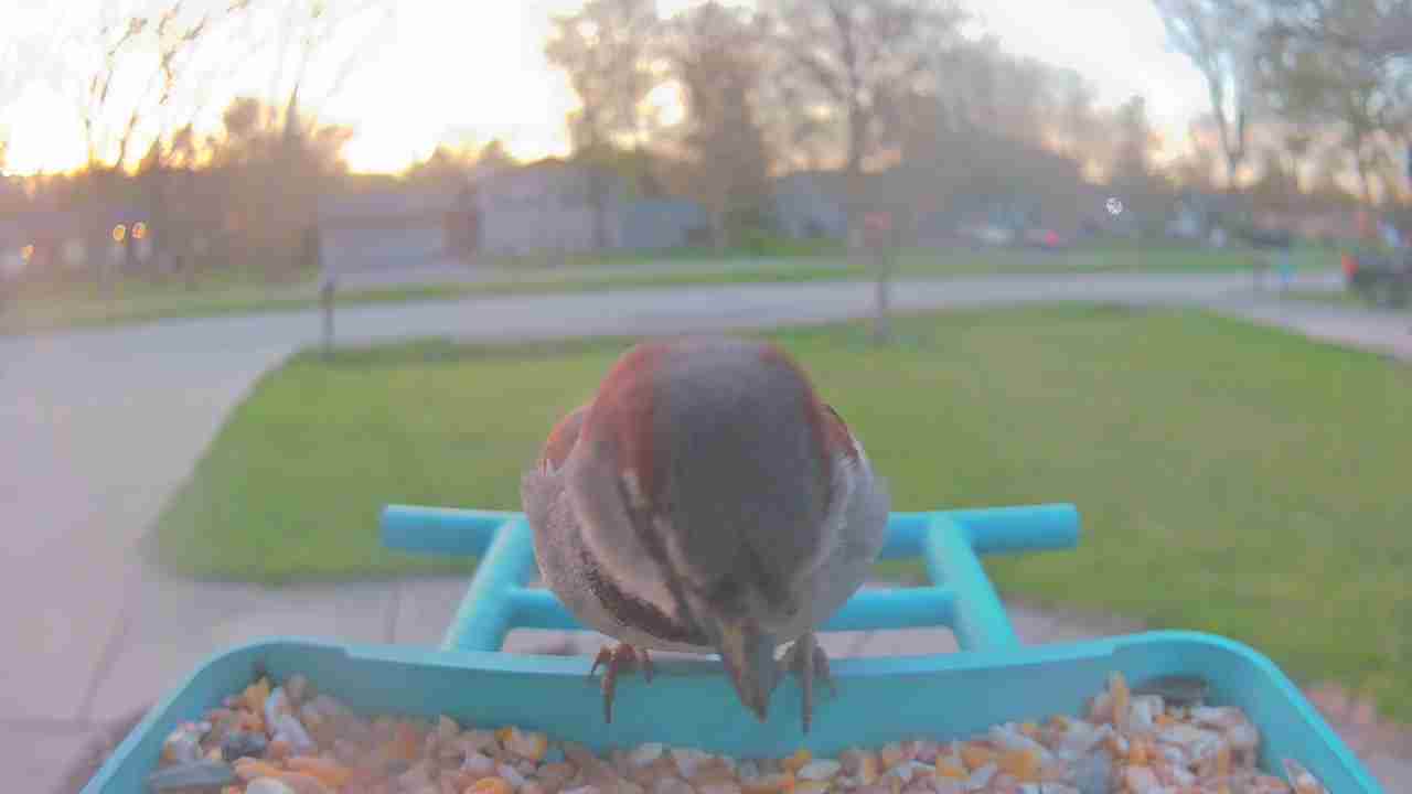 Bird at feeder