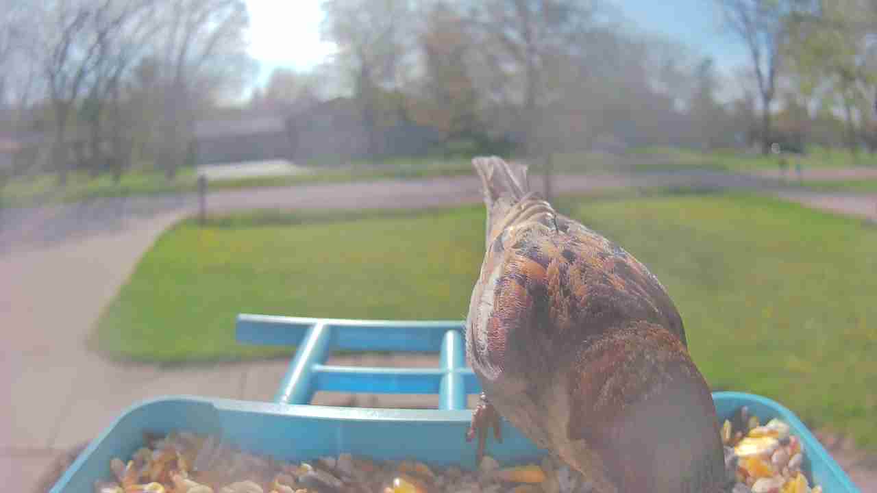 Bird at feeder