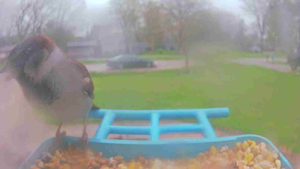 Bird at feeder