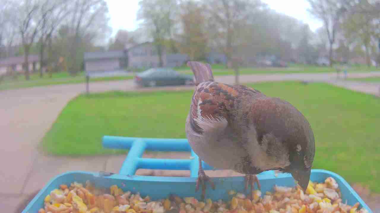 Bird at feeder
