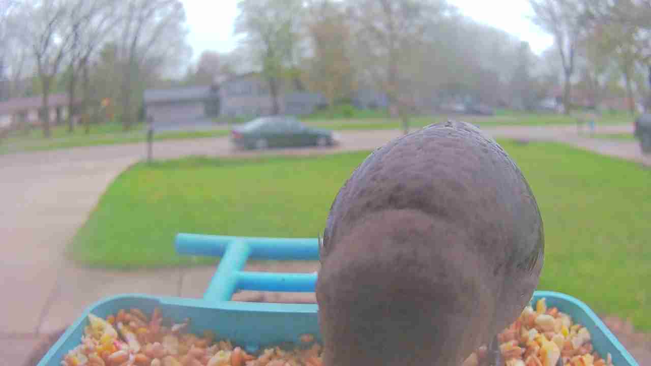 Bird at feeder