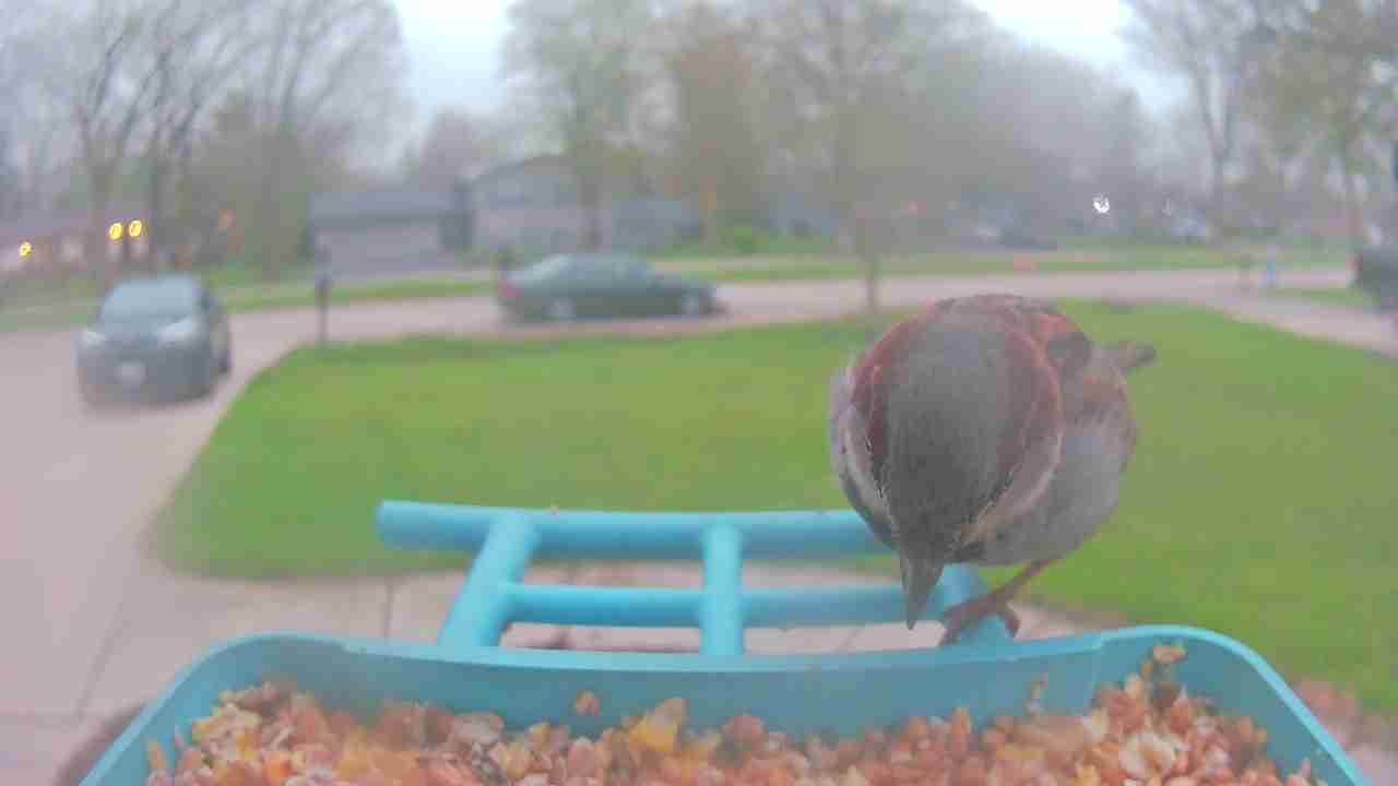 Bird at feeder