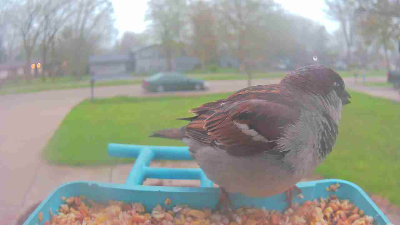 Bird at feeder