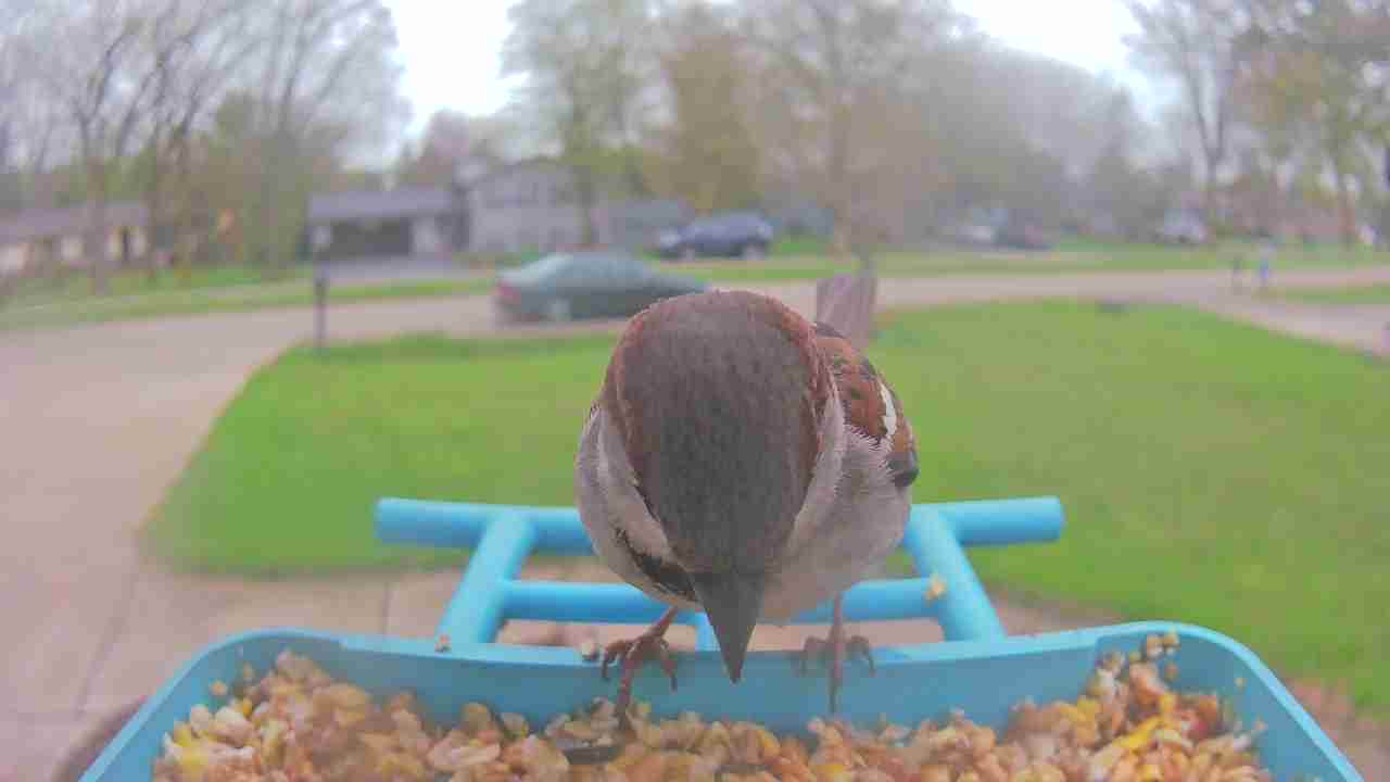 Bird at feeder