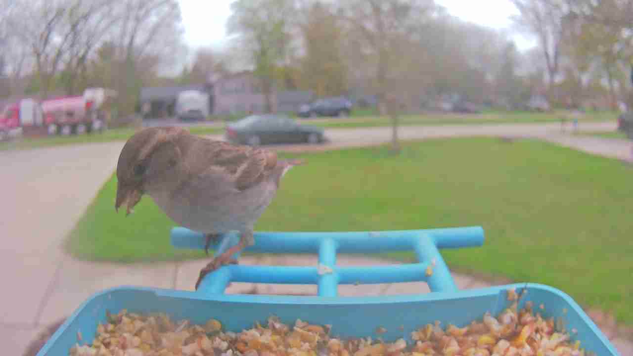 Bird at feeder